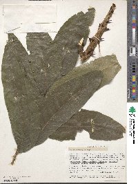 Zanthoxylum gilletii image