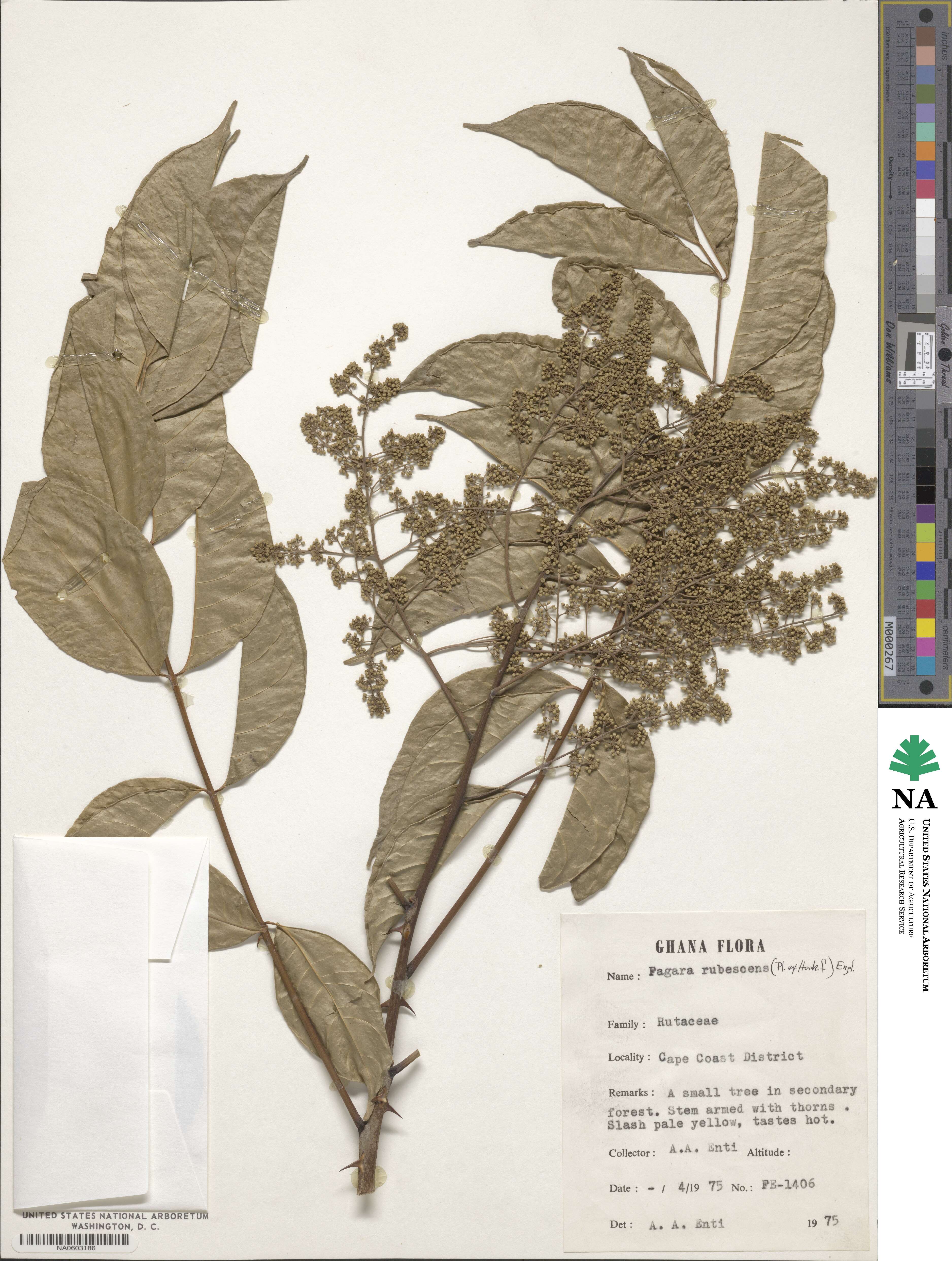 Zanthoxylum rubescens image