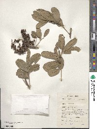 Zanthoxylum zanthoxyloides image