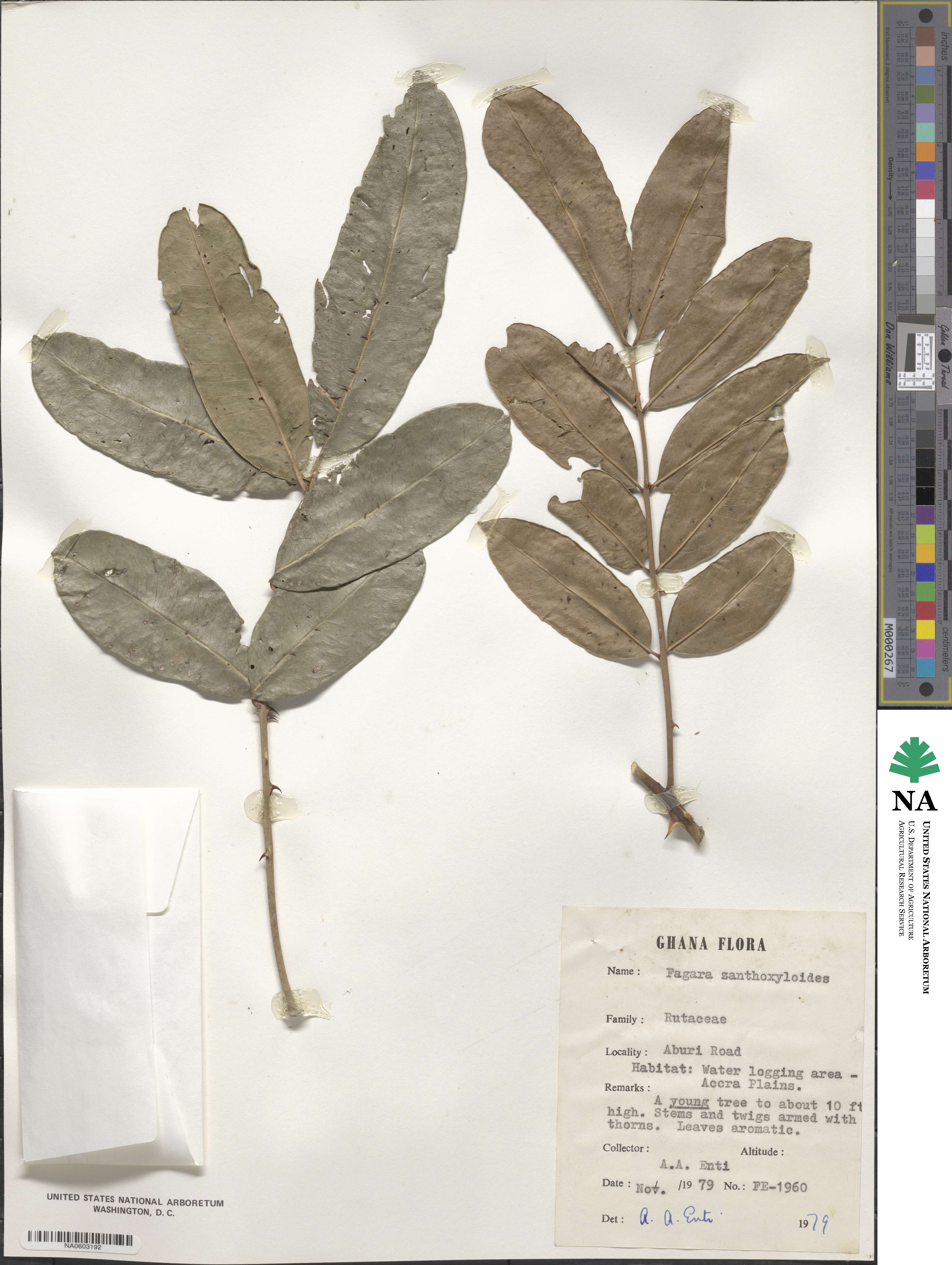 Zanthoxylum zanthoxyloides image