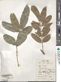 Zanthoxylum zanthoxyloides image