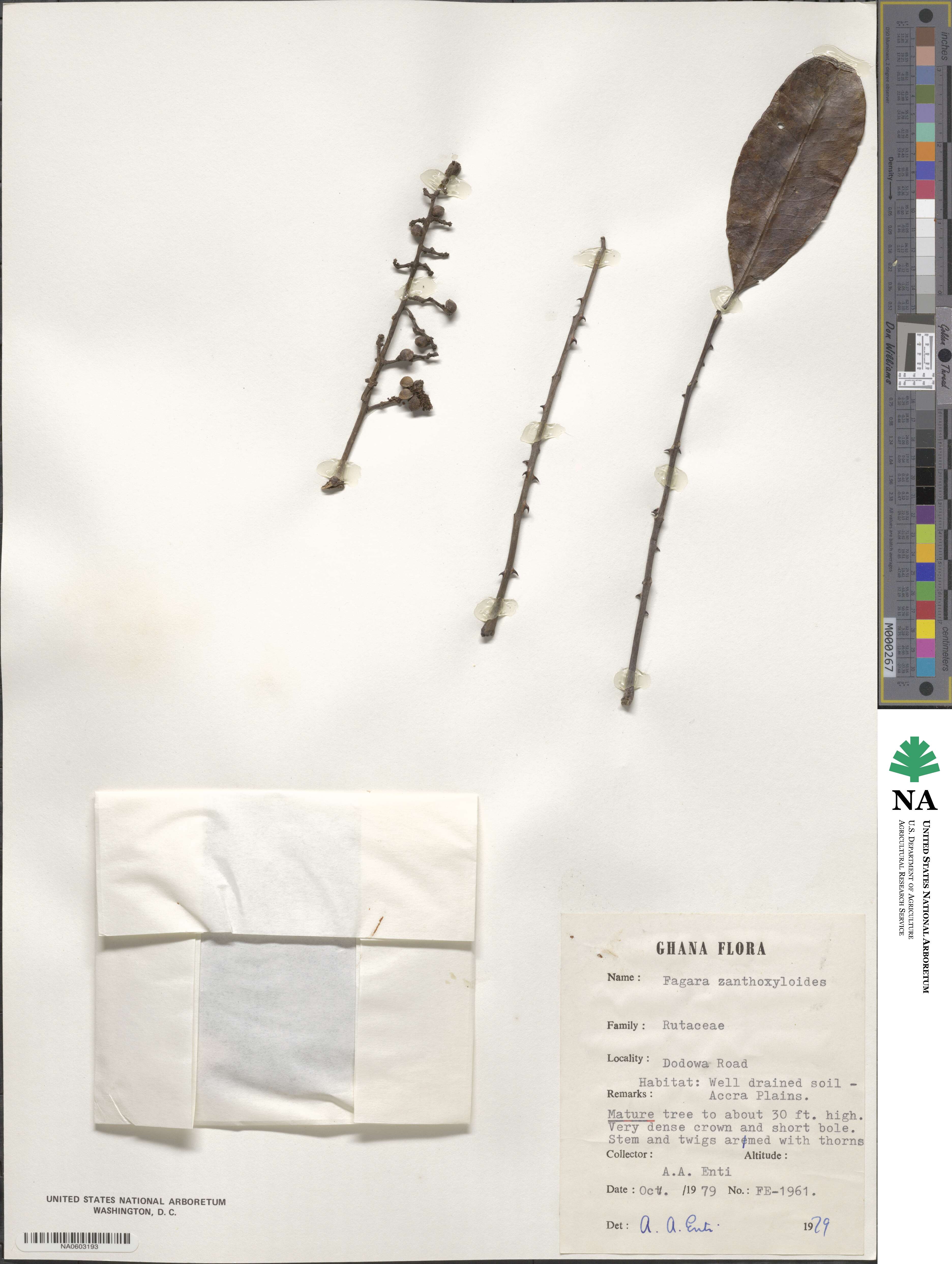 Zanthoxylum zanthoxyloides image