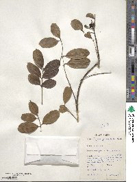 Zanthoxylum zanthoxyloides image