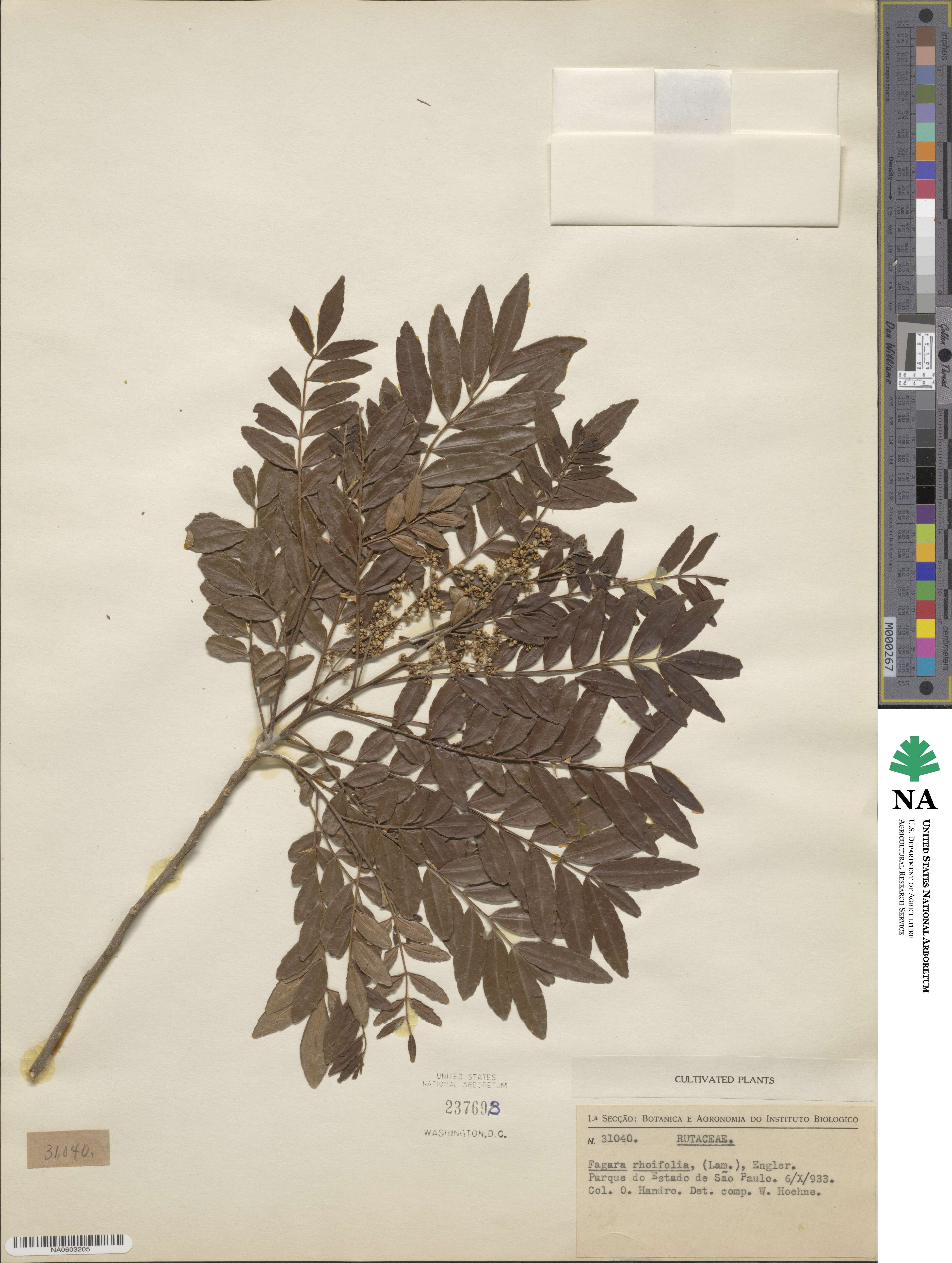 Zanthoxylum rhoifolium image