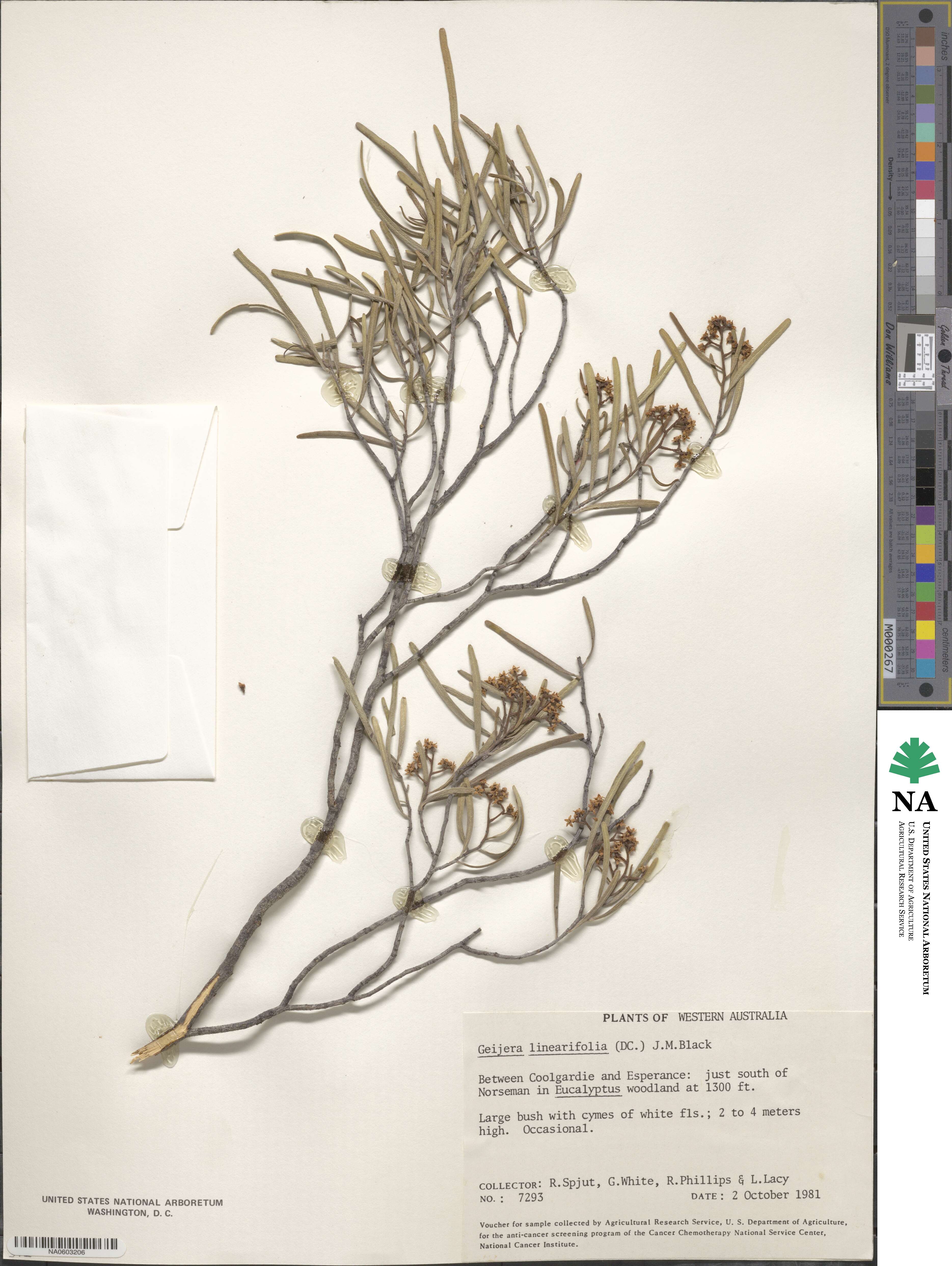 Geijera linearifolia image