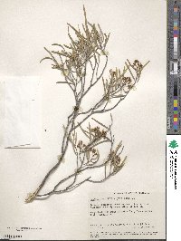 Geijera linearifolia image