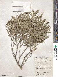 Geijera linearifolia image