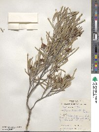 Geijera linearifolia image