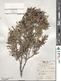 Geijera linearifolia image