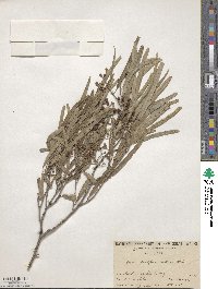 Geijera parviflora image