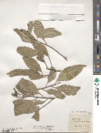 Image of Geijera salicifolia