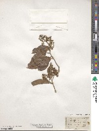 Geijera salicifolia image