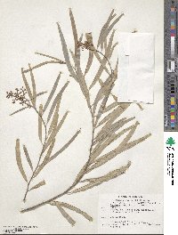 Geijera parviflora image