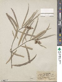 Geijera parviflora image