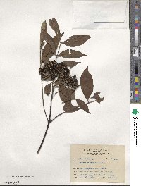 Euodia hirsutifolia image