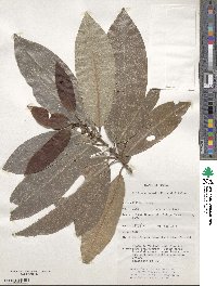 Image of Medicosma sessiliflora