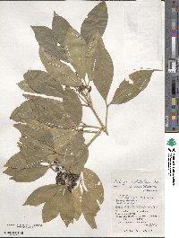 Melicope triphylla image