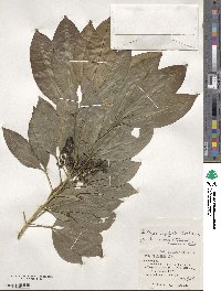 Melicope triphylla image