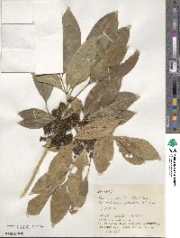 Melicope triphylla image