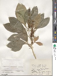 Melicope triphylla image