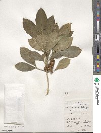 Melicope triphylla image