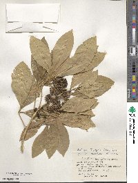 Melicope triphylla image