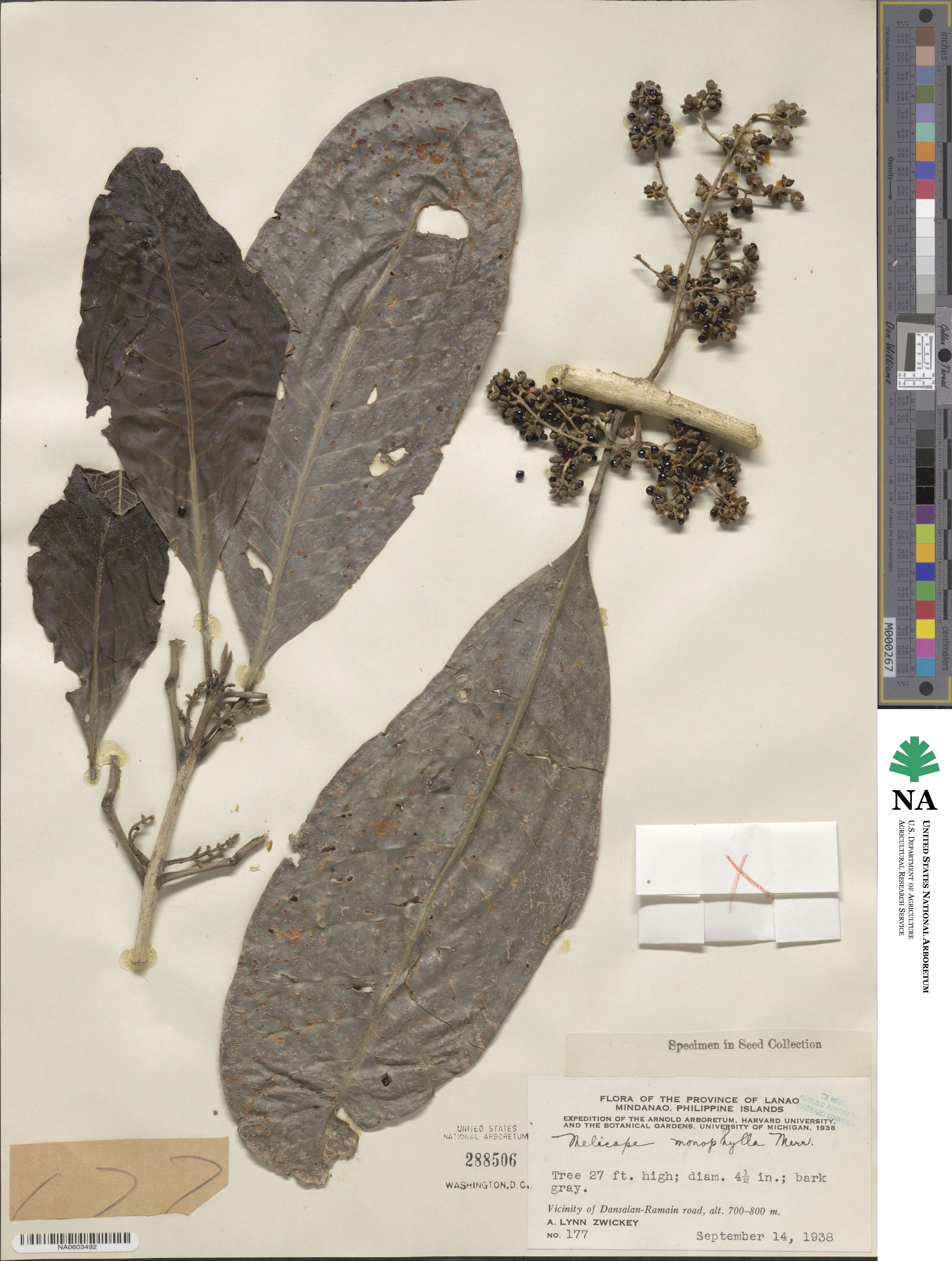 Melicope triphylla image