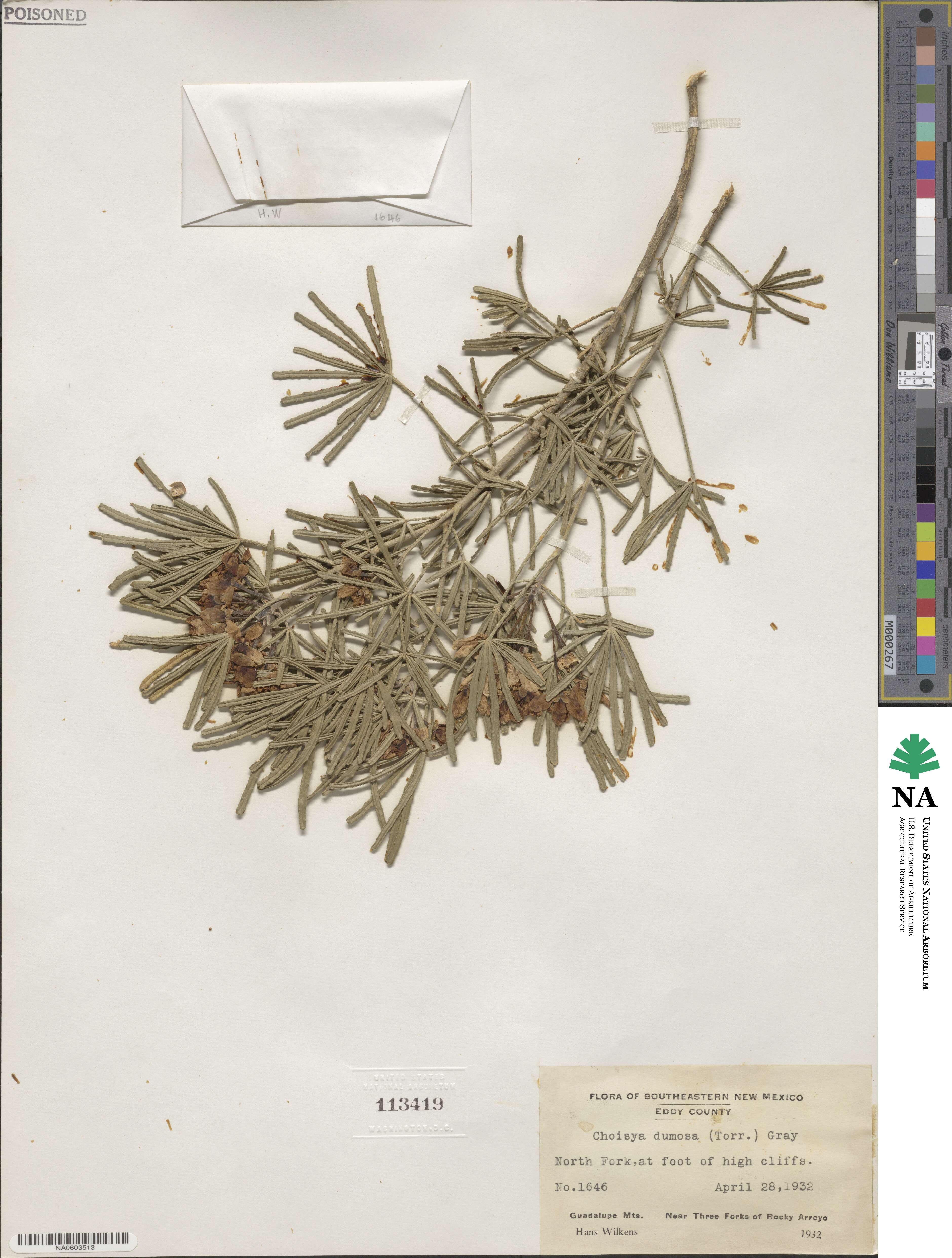 Choisya dumosa image