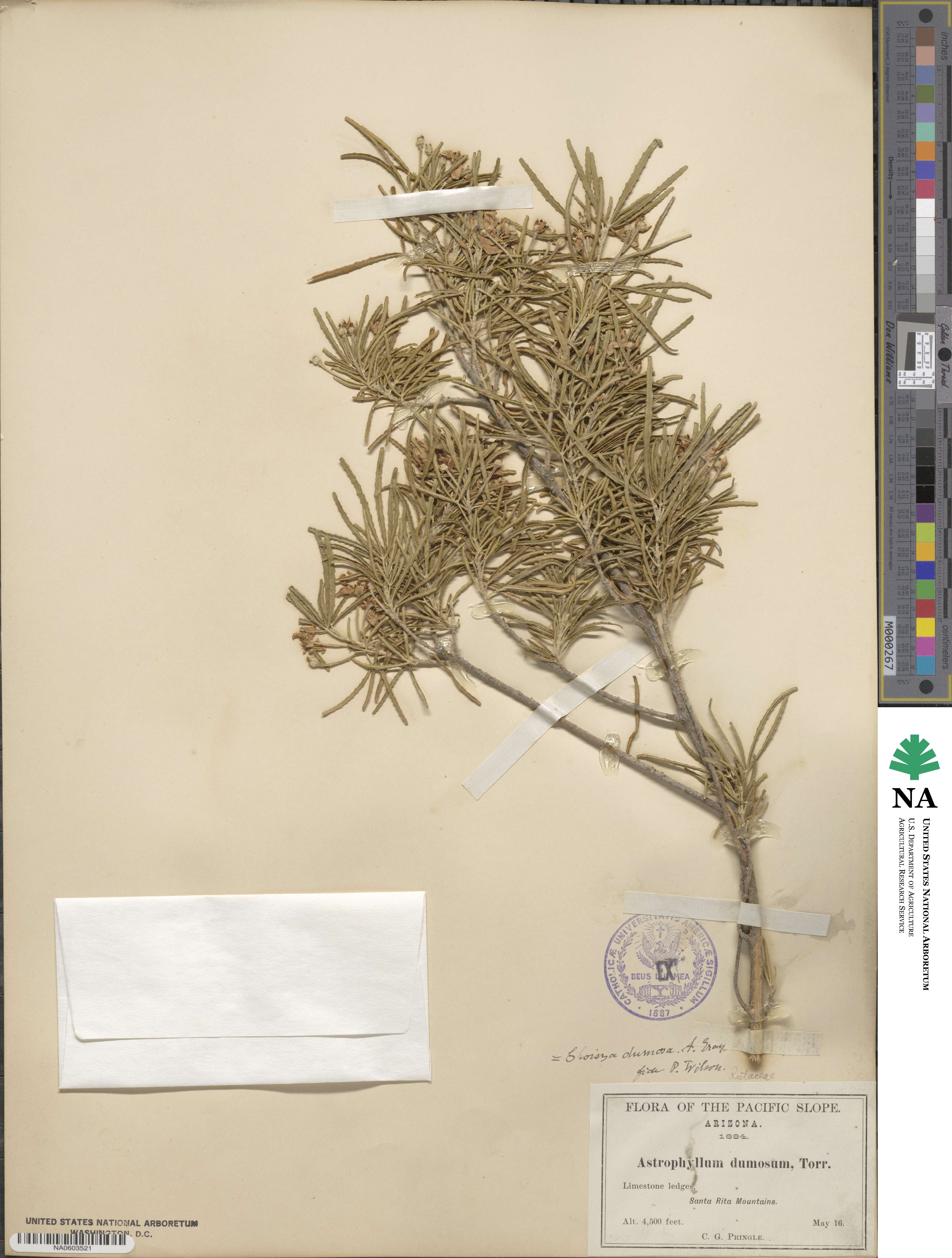 Choisya dumosa image