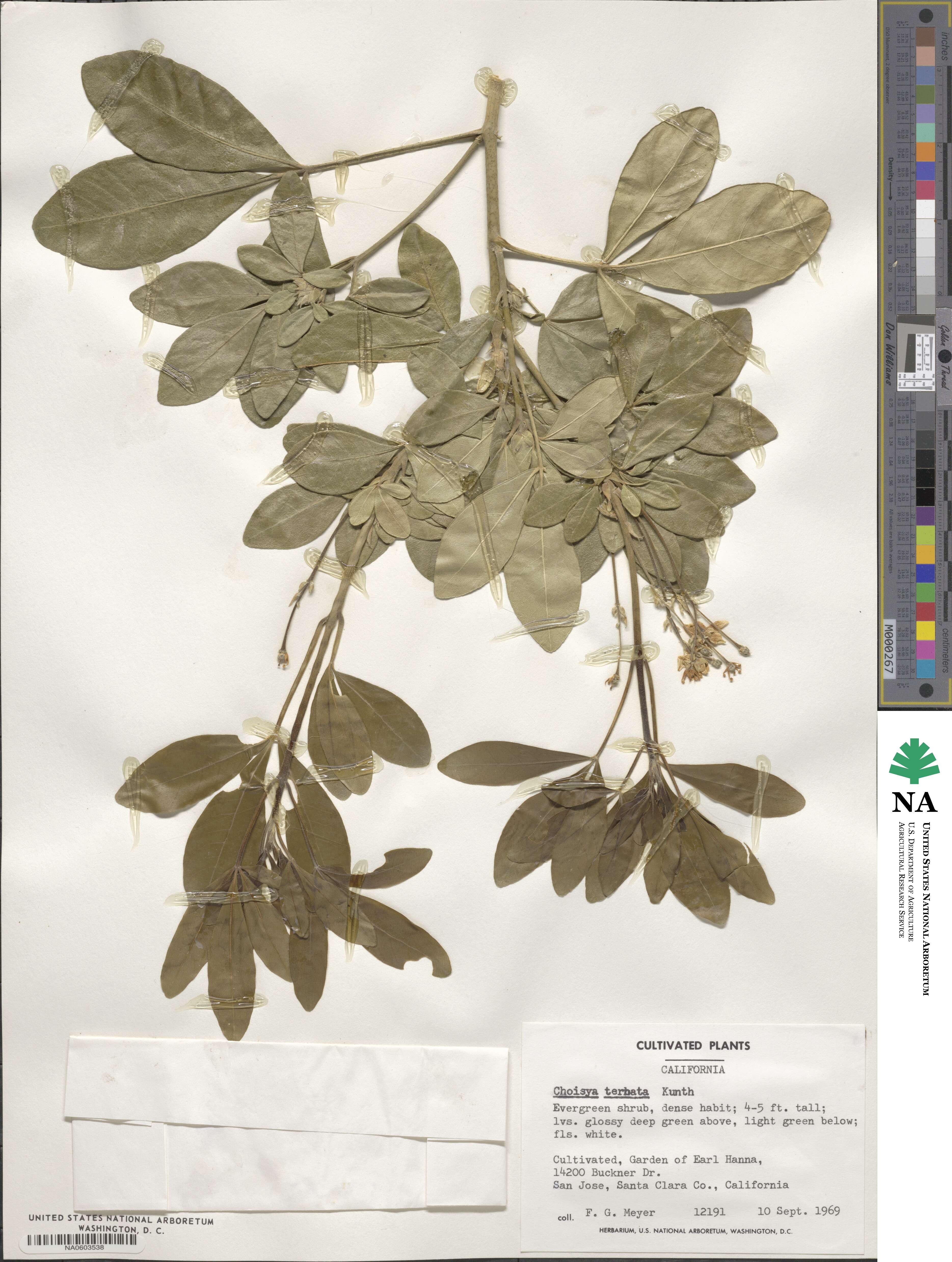 Choisya ternata image