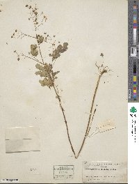 Boenninghausenia albiflora image