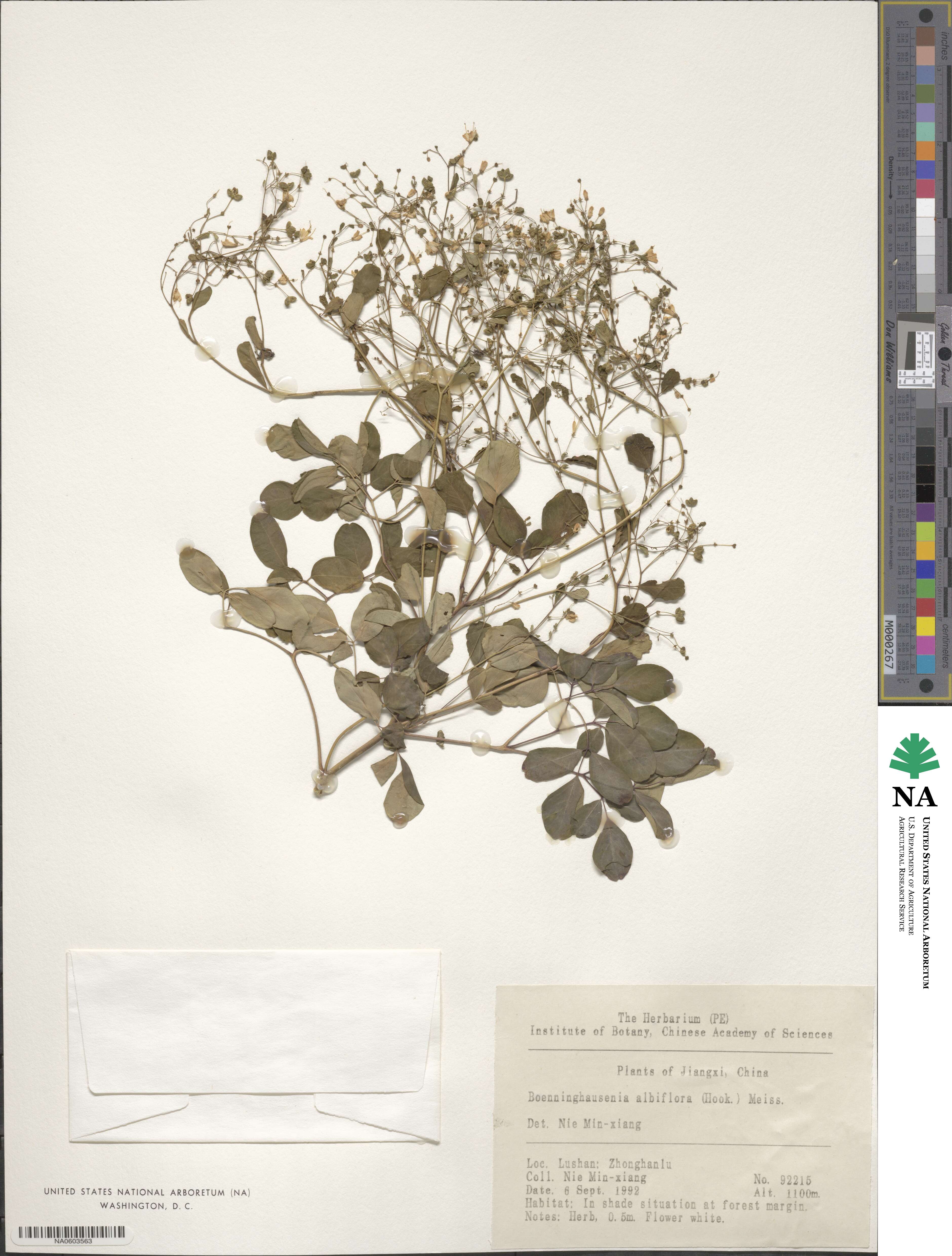 Boenninghausenia albiflora image