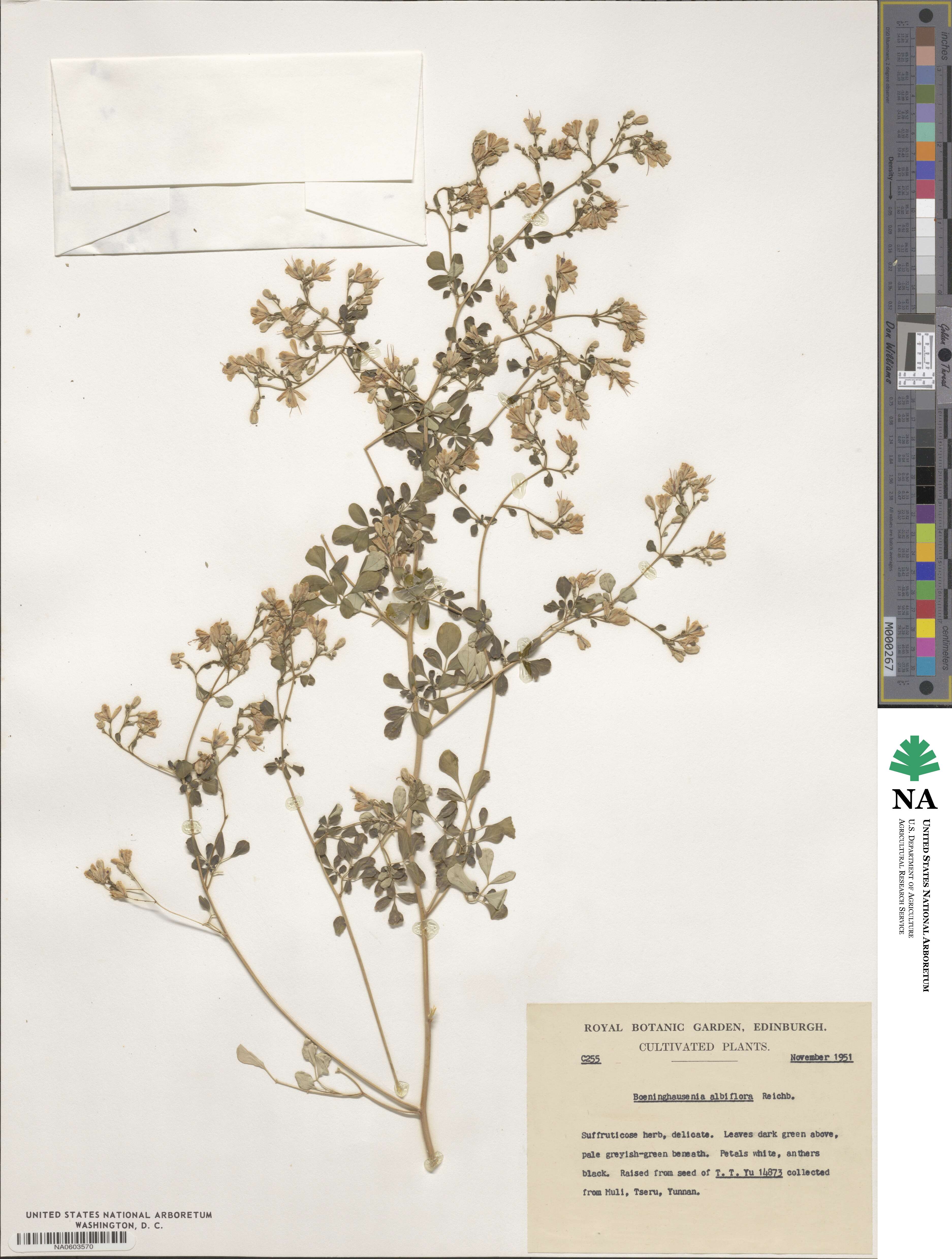 Boenninghausenia albiflora image