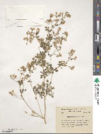 Boenninghausenia albiflora image