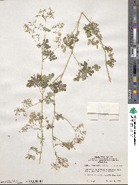 Boenninghausenia albiflora image