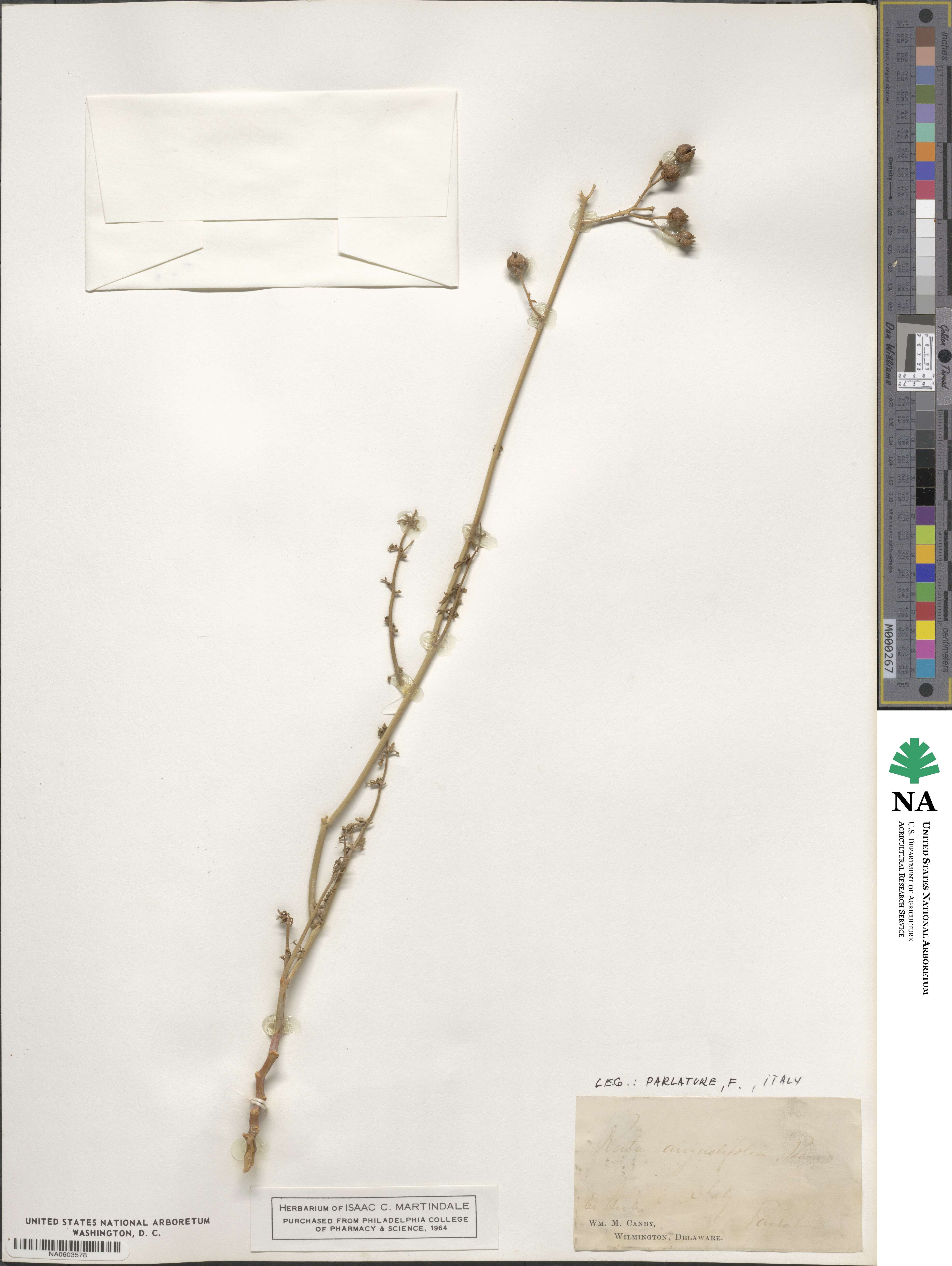 Ruta angustifolia image