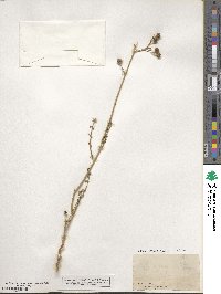 Ruta angustifolia image