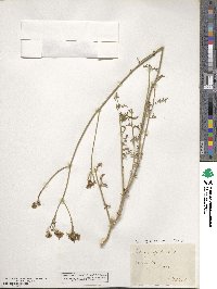 Ruta angustifolia image