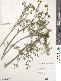 Ruta angustifolia image