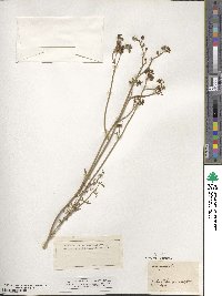 Ruta angustifolia image