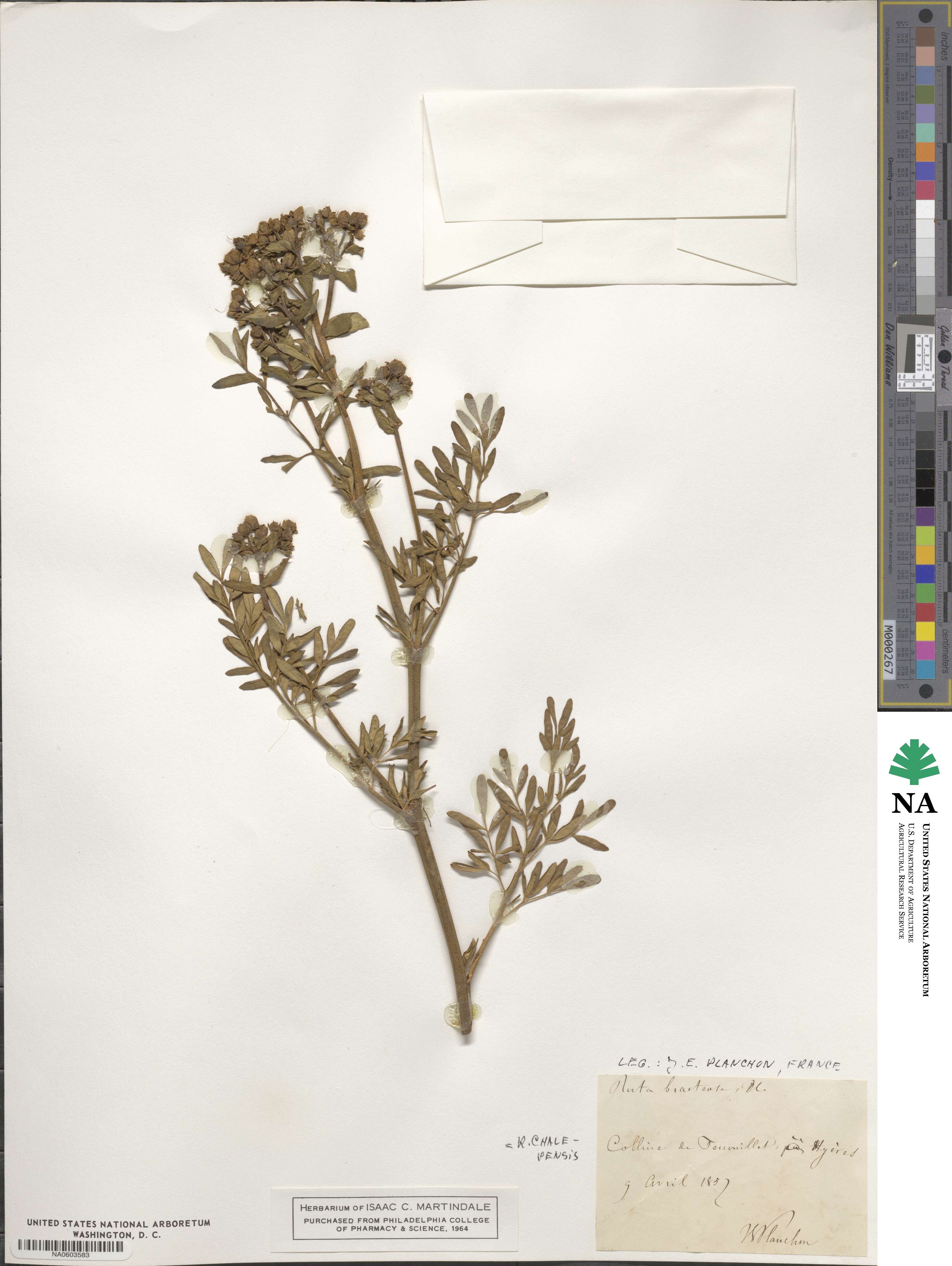 Ruta chalepensis image
