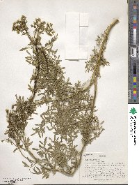 Ruta chalepensis image