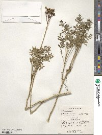 Ruta graveolens image