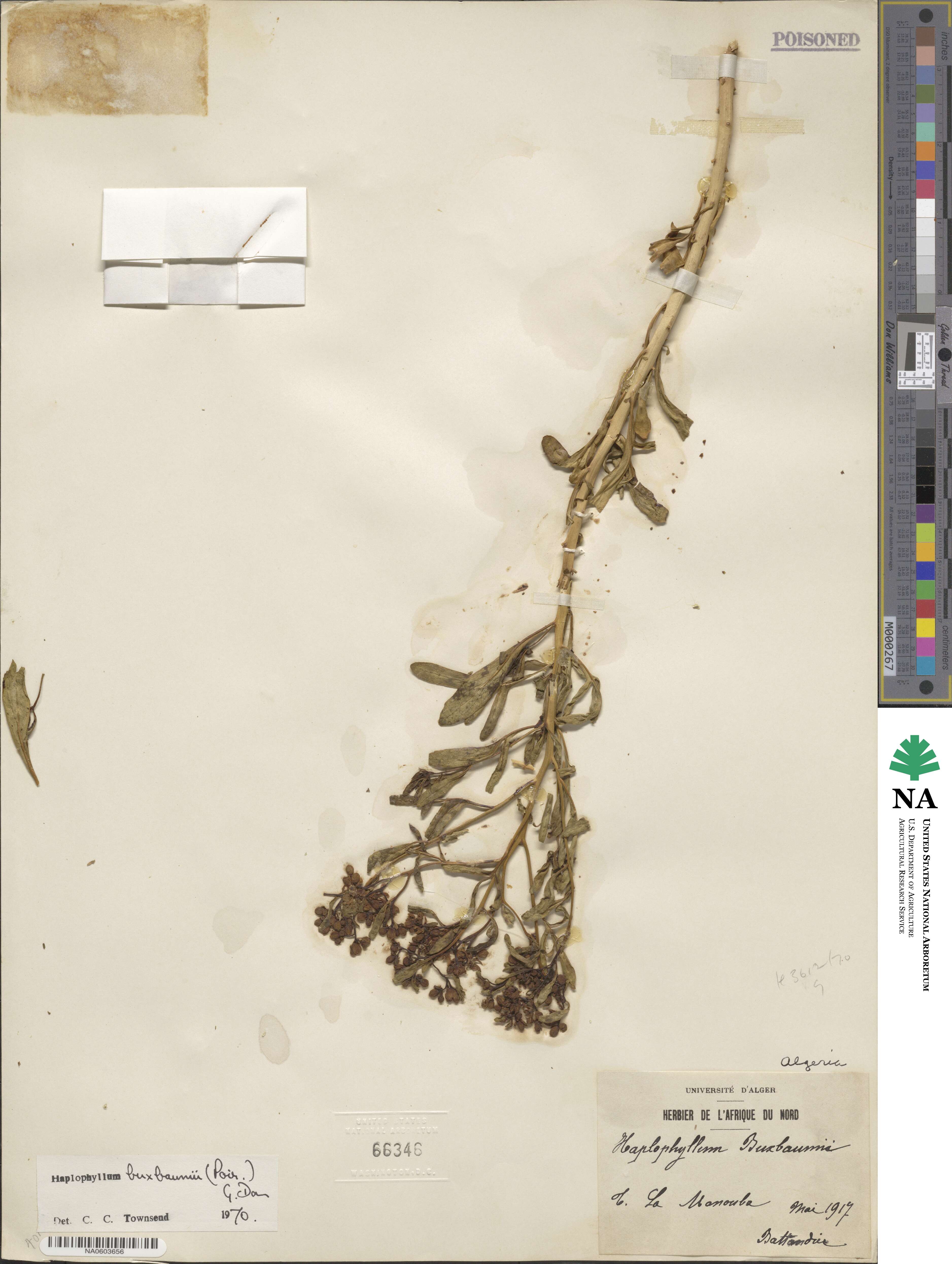 Haplophyllum image