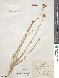 Image of Haplophyllum fruticulosum