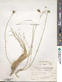 Haplophyllum tuberculatum image