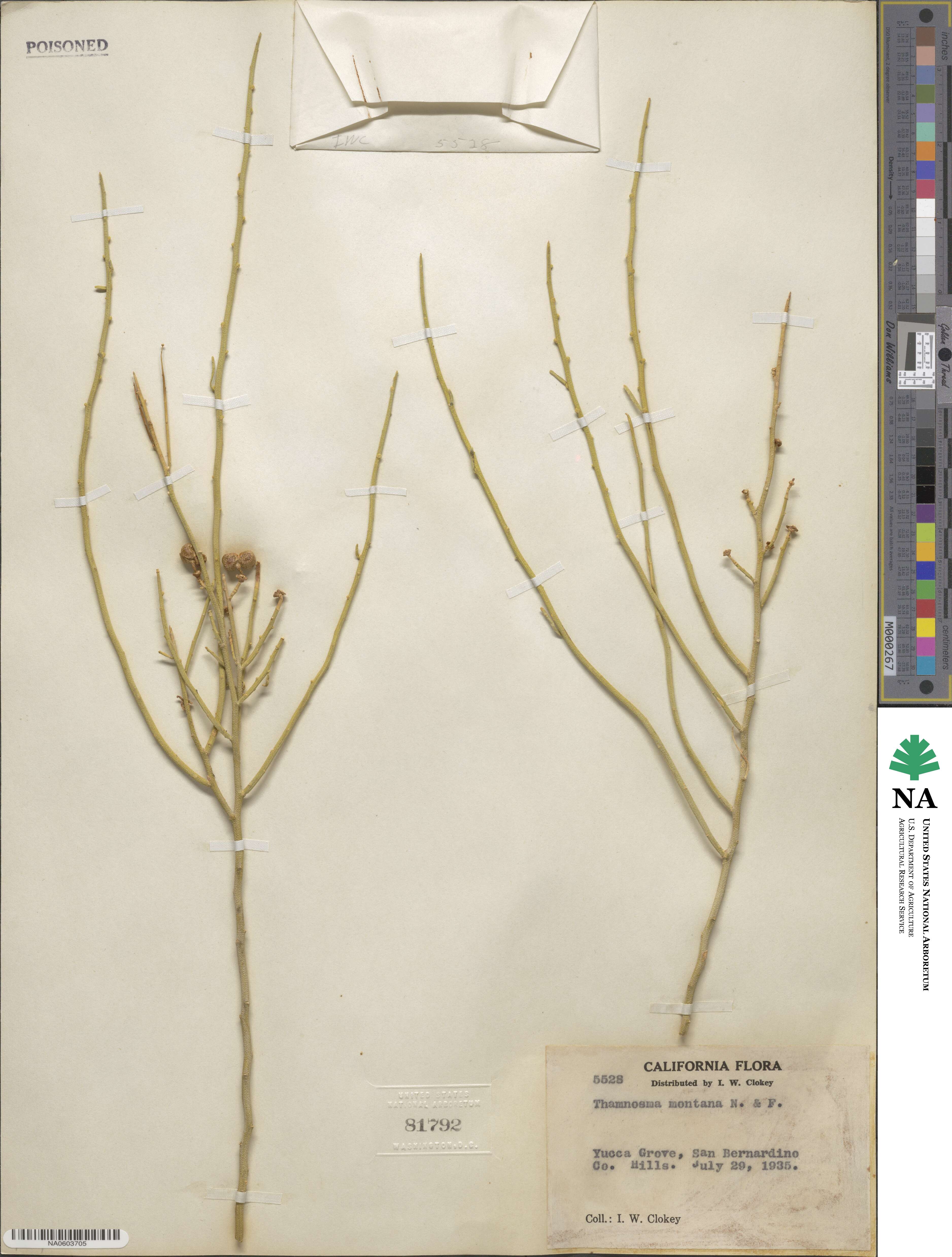 Thamnosma montana image