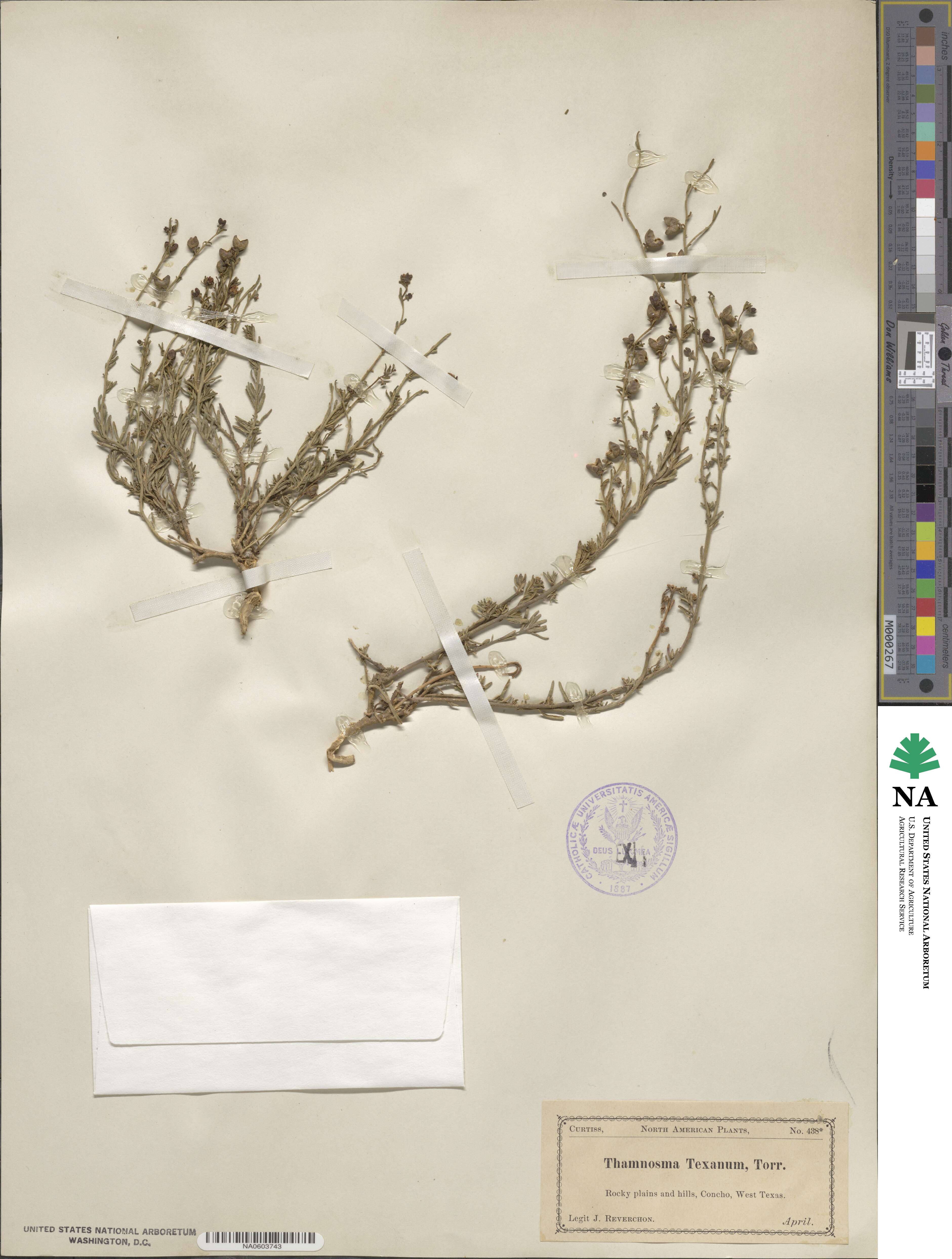 Thamnosma texana image