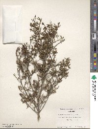 Cneoridium dumosum image