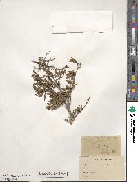 Cneoridium dumosum image